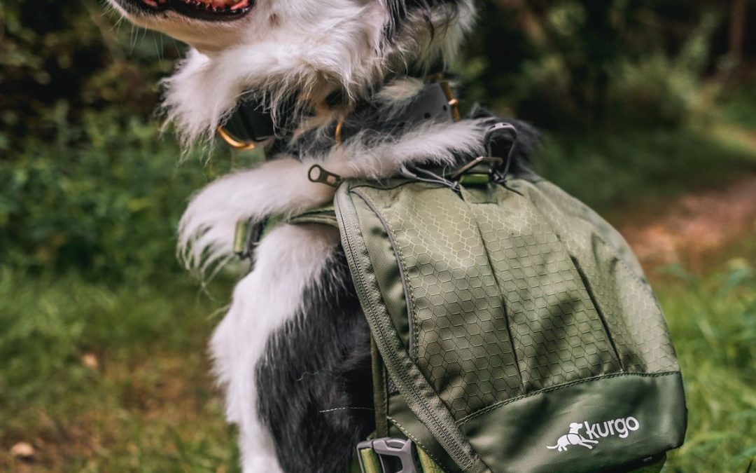 Adventure-Ready Pets: Essential Gear for Safer Outdoor Trips