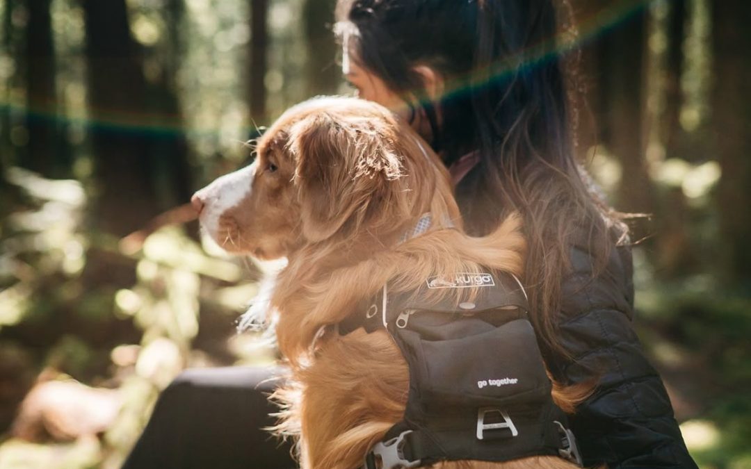 Happy Trails: Simple Ways to Keep Your Dog Comfortable Outdoors